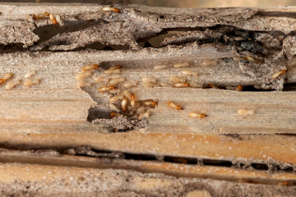Best Termite Control Services  in Marion, OH